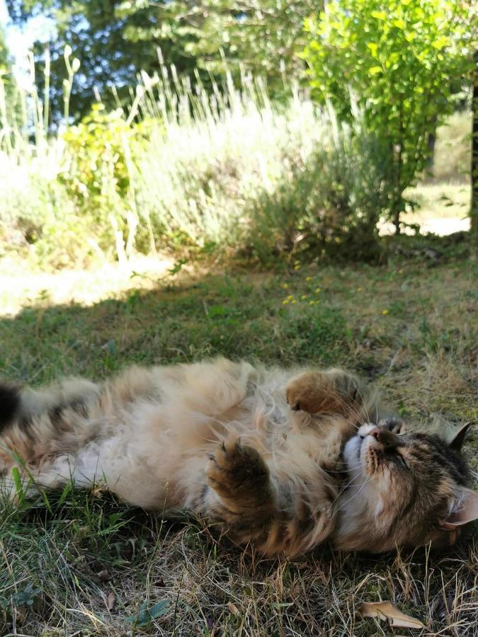 Quatre Chats Sous Un Pin Le Thoureil Εξωτερικό φωτογραφία